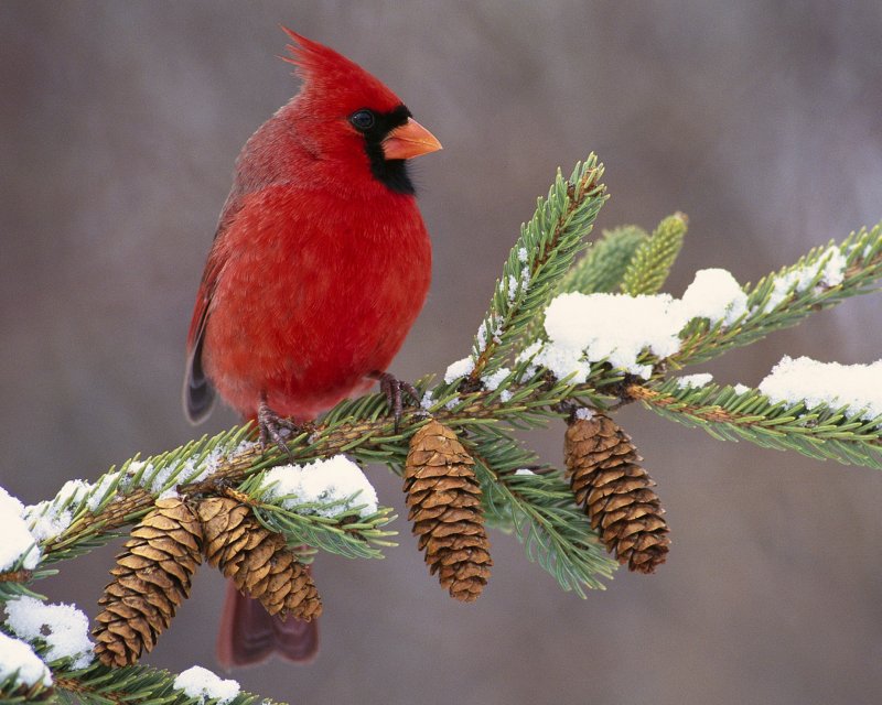 Красная птица зимой