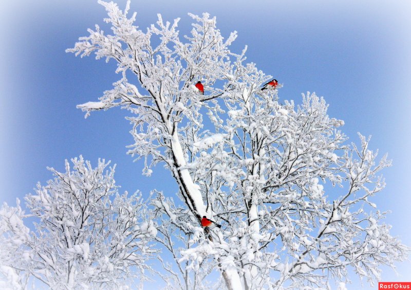 Снегири на дереве зимой