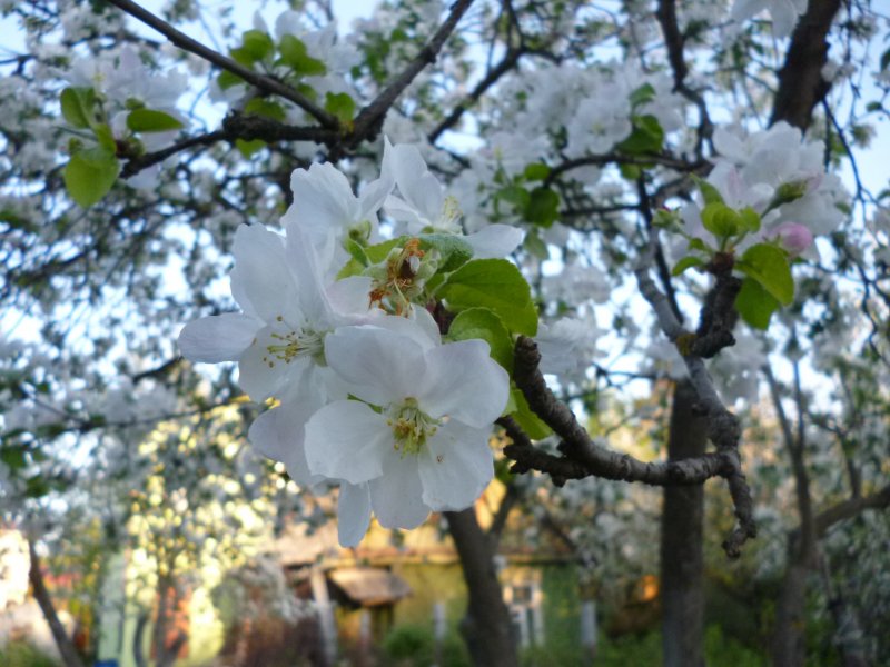 Цветущие яблони Кубань