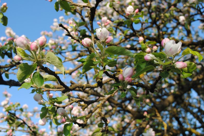 Цветение яблоня мартовское
