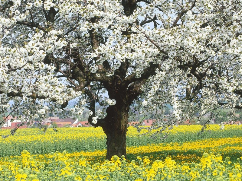 Яблоневый сад в цвету дерево
