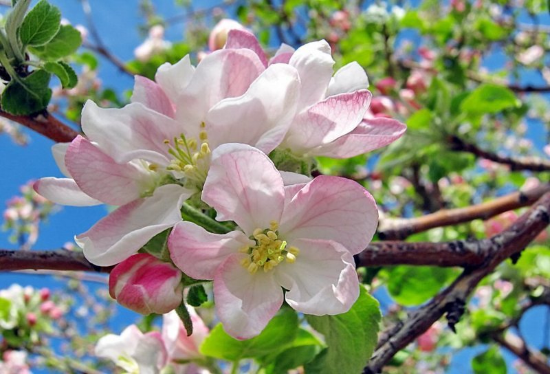 Яблоня дарунок цветение