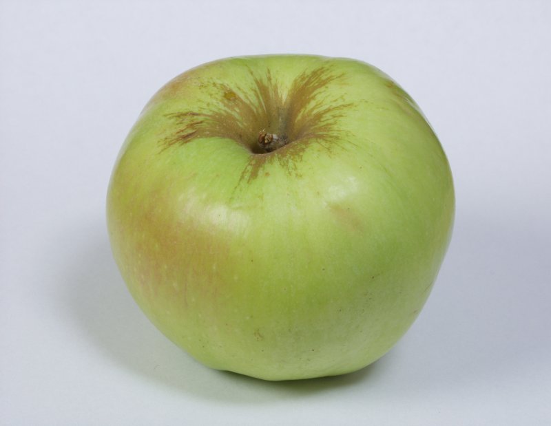 Сорт яблок богатырь Антоновка