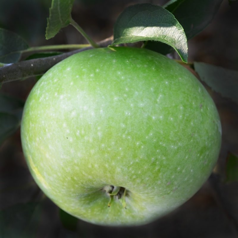 Сорт яблони Каштель