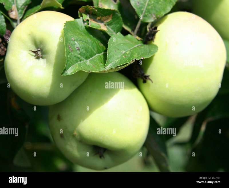 Яблоки зеленые сорта Голд
