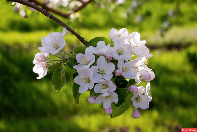 Весна цветение яблони