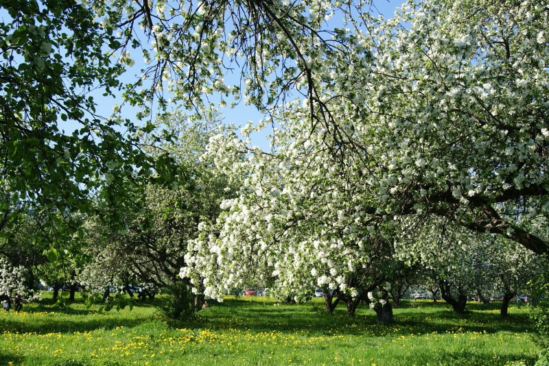 Яблоневый сад в Коломенском на карте