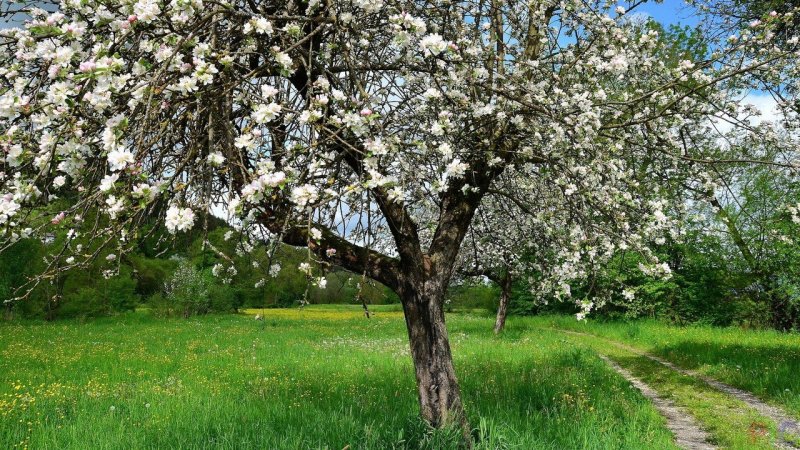 Сокольский Яблоневый сад