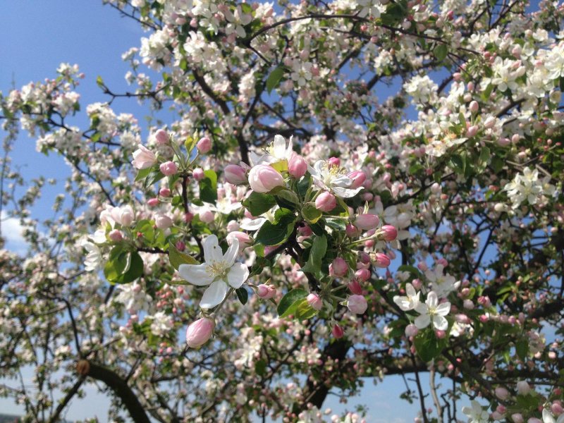 Яблоня Флорина цветение