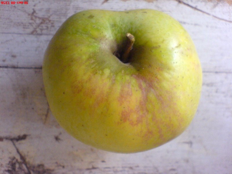 Кутузовец сорт яблок