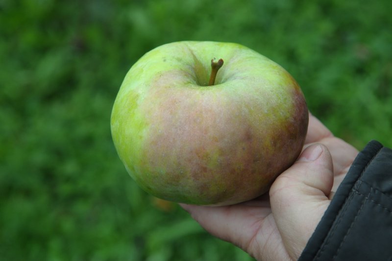 Кутузовец сорт яблок