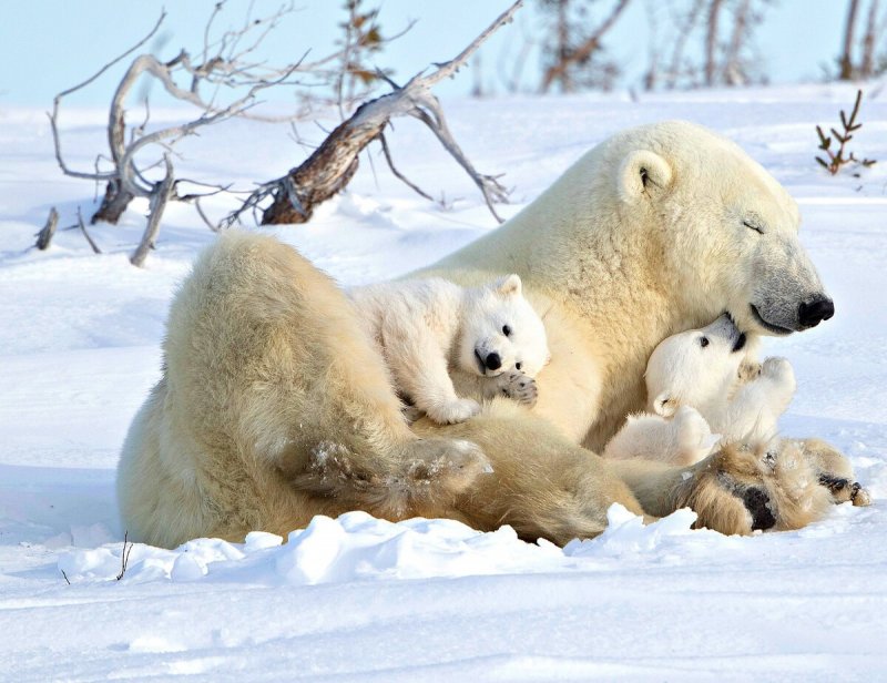 Белый медведь с медвежатами