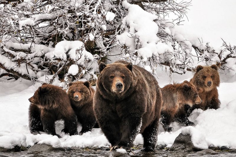 Много медведей