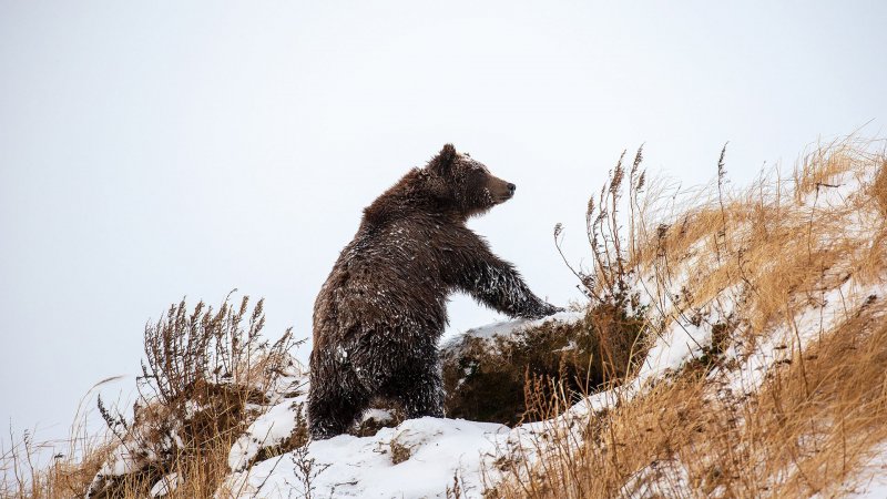 Бурый медведь с медвежатами в берлоге
