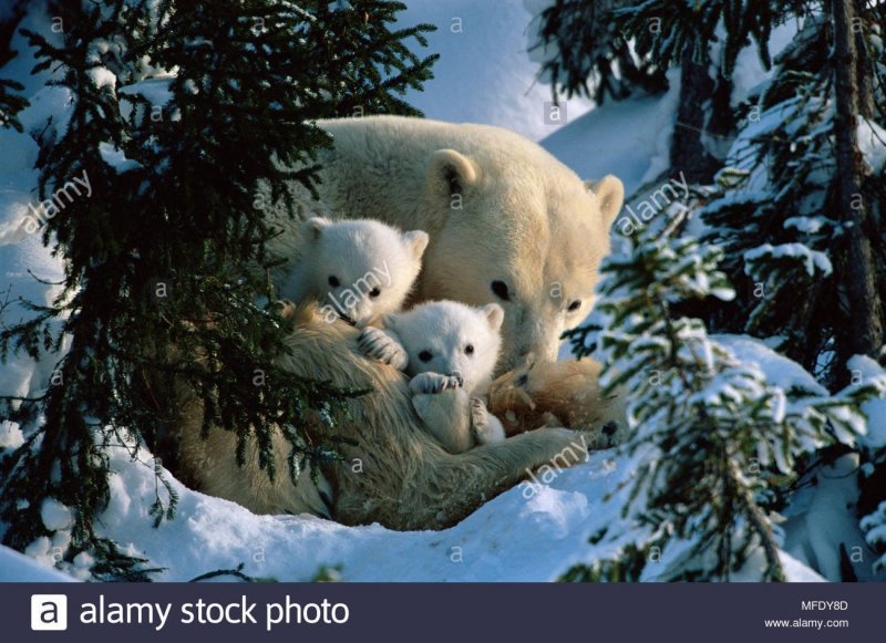 Белый медведь WWF