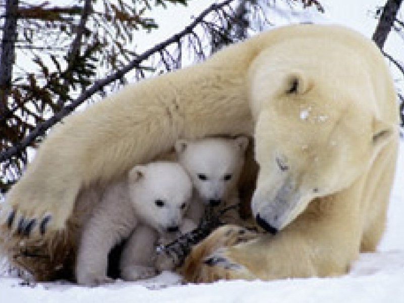 Белый медведь с медвежатами в берлоге