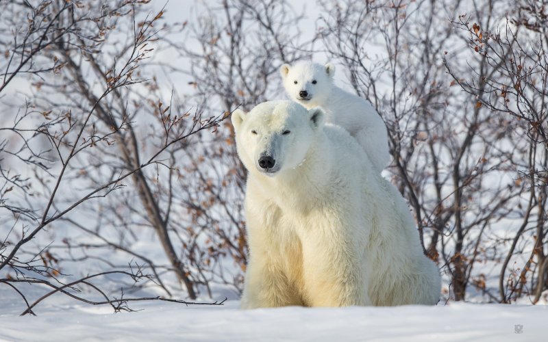Белые медведи в Сибири