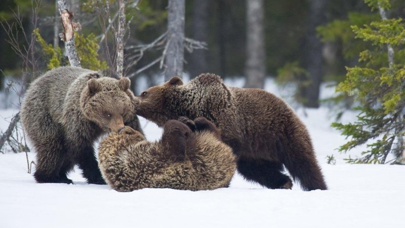 Медвежата в лесу зимой