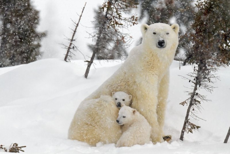 Белый медведь Берлога с детёнышами