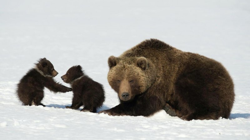 Медведица и медвежата охотятся