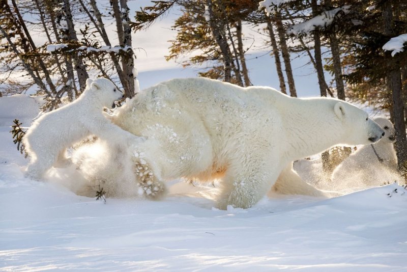 Берлога белого медведя