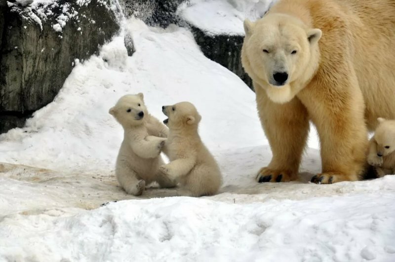 Медведица с медвежатами зимой