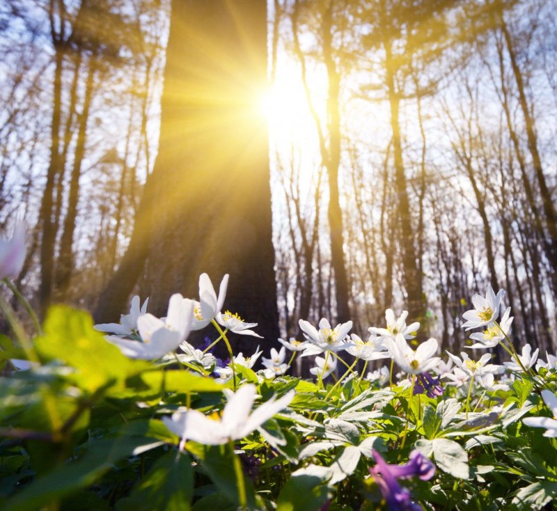 Весна солнце природа цветы