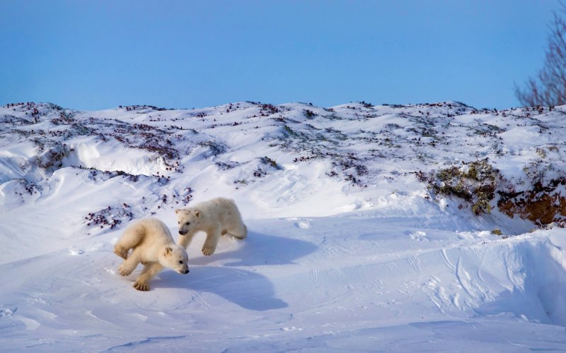 Арктическая тундра с медведем