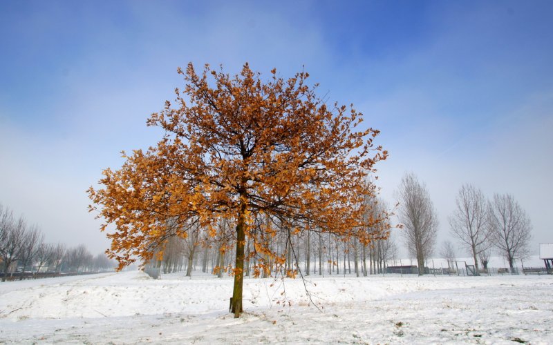 Холодное дерево