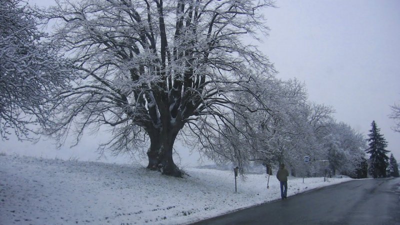 Зимняя липа дерево