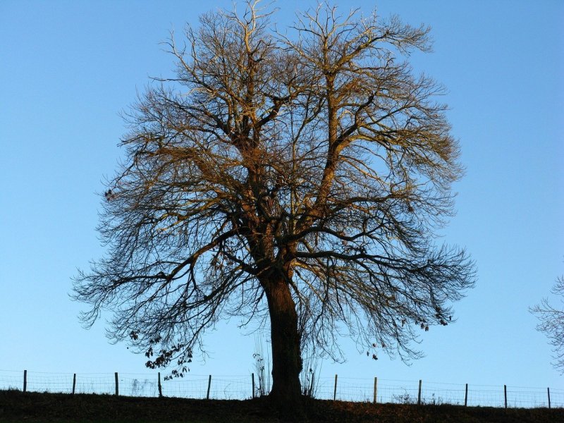 Карагач дерево
