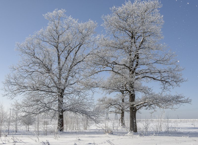 Зима деревья за городом Горизонт