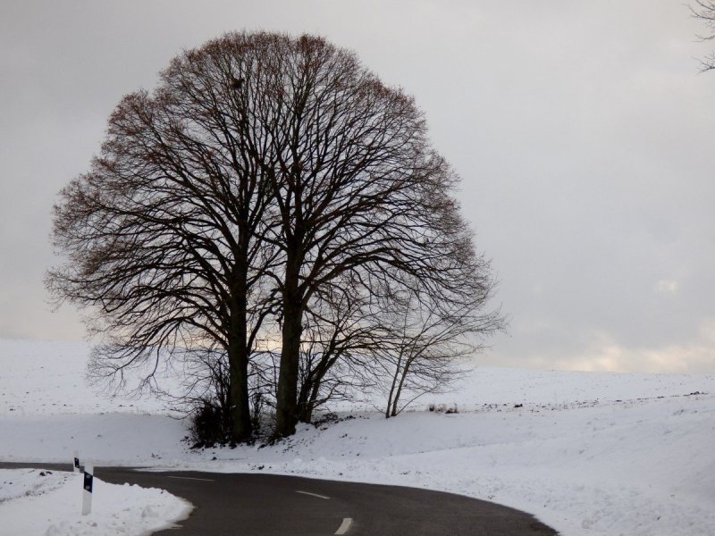 Зимнее дерево без снега