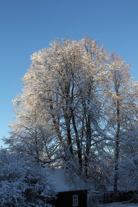 Лиственные деревья зимой