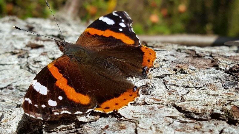 Бабочка с оранжево-черными крыльями Россия