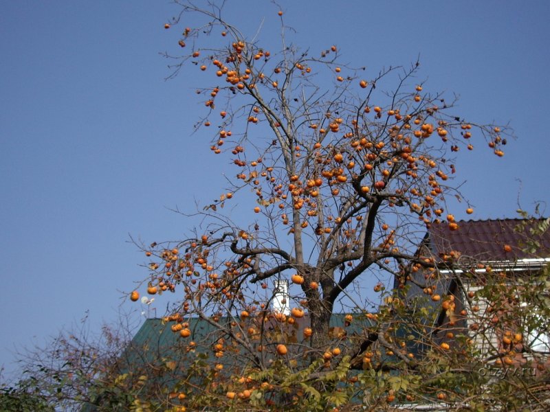 Цветение осенью в Геленджике