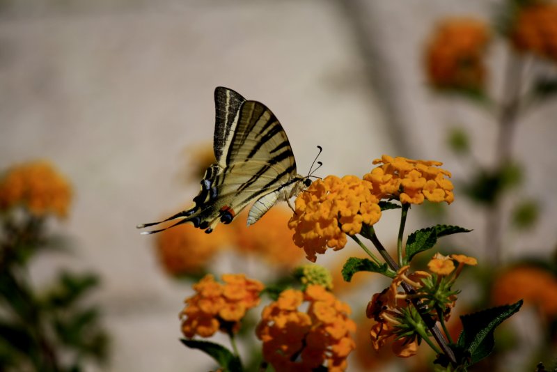Бабочки в осенних цветах