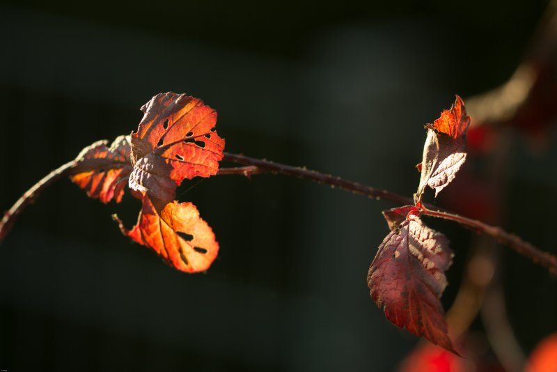 Фото осень красивых бабочек