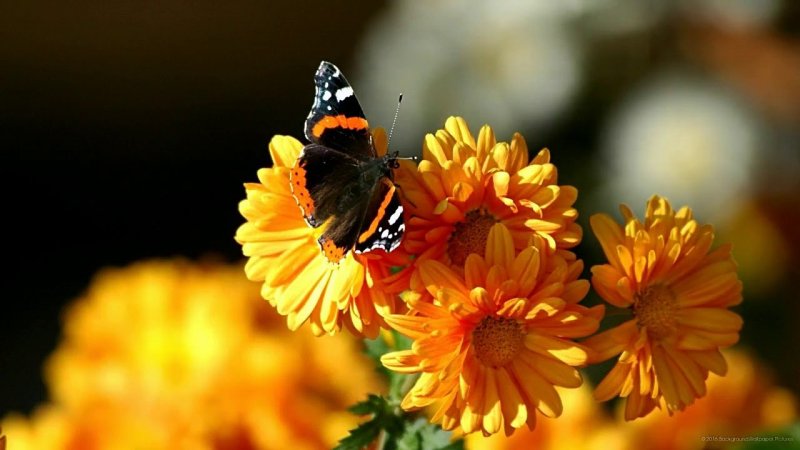 Бабочки в осенних цветах