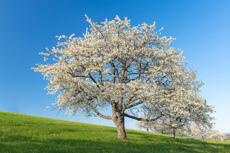 Весеннее дерево