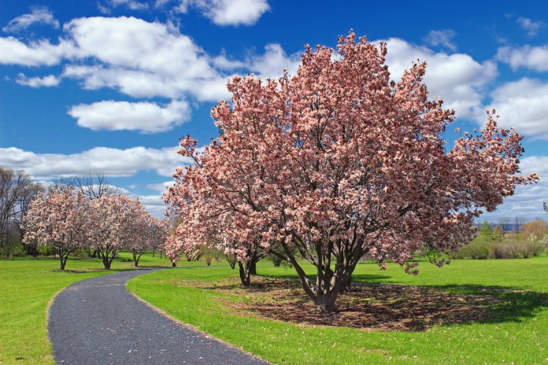 Черешневый сад цветение
