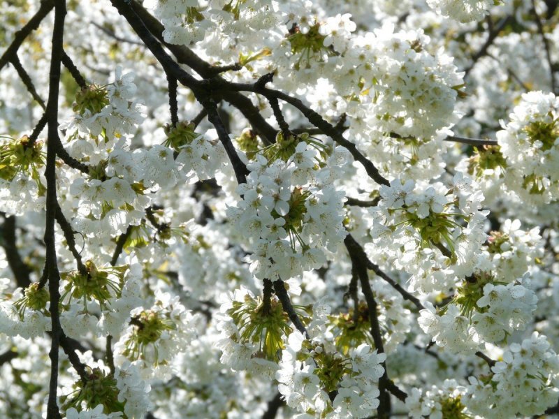 Плодовая вишня дерево цветет