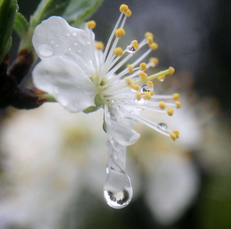 Ранняя Весна дождь