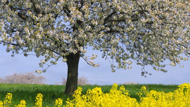 Природа цветущие деревья