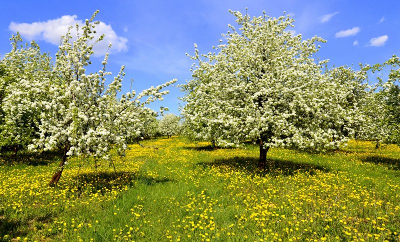 Яблоневые сады Нормандия Франция
