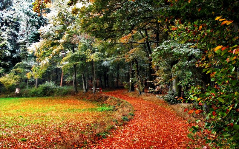 Лесные тропы Шварцвальд осенью