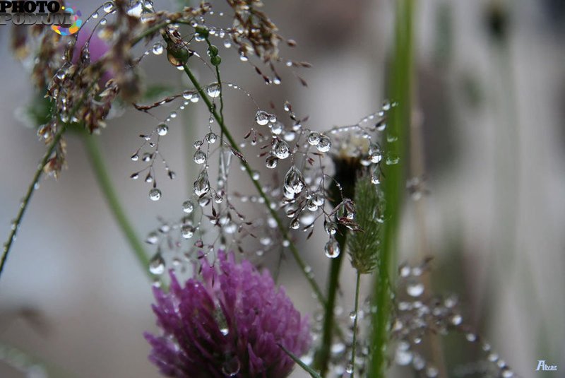 В дождь Цветущий сад