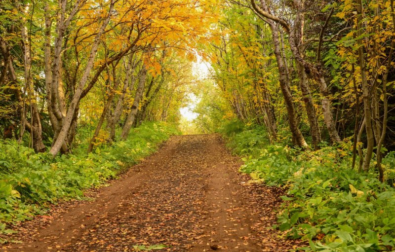 Дорога осень лес Проселочная