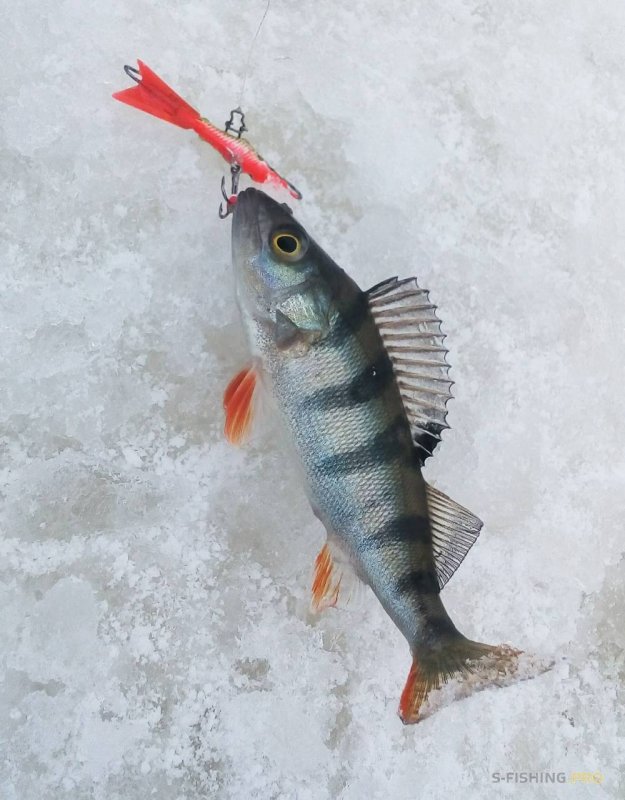 Рыбалка на балансир зимой на окуня