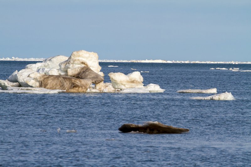 Арктика море Лаптевых